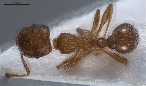 Tetramorium caespitum specimen
