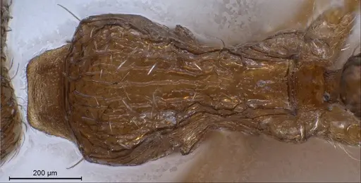 Tetramorium caespitum specimen