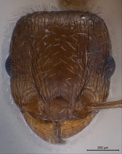 Tetramorium caespitum specimen