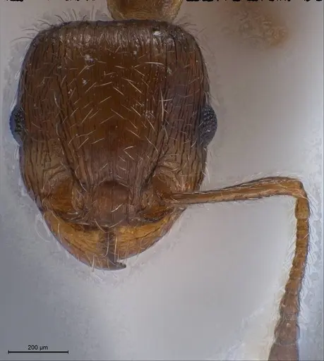 Tetramorium caespitum - ANTWEB1008487