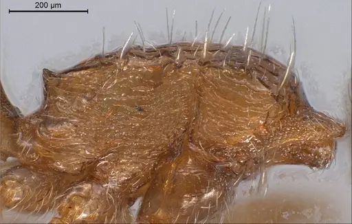 Tetramorium caespitum - ANTWEB1008487
