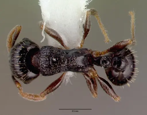 Tetramorium caespitum - CASENT0010669