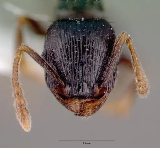 Tetramorium caespitum - CASENT0010669