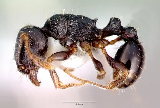 Tetramorium caespitum - CASENT0010669