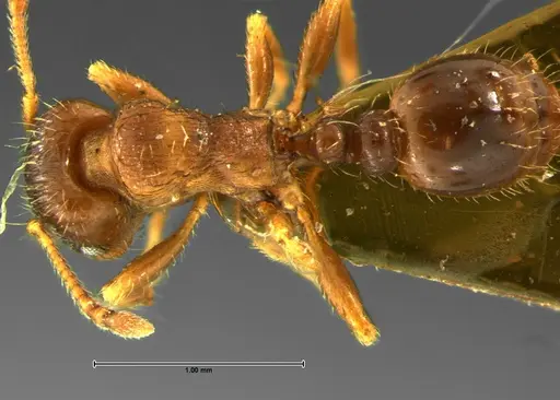 Tetramorium caespitum - CASENT0105669