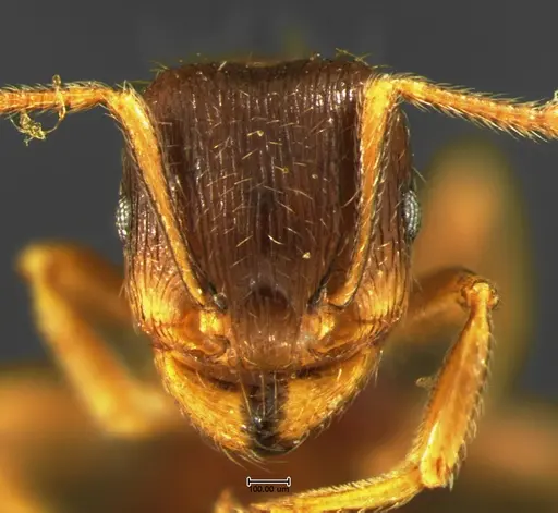 Tetramorium caespitum - CASENT0105669