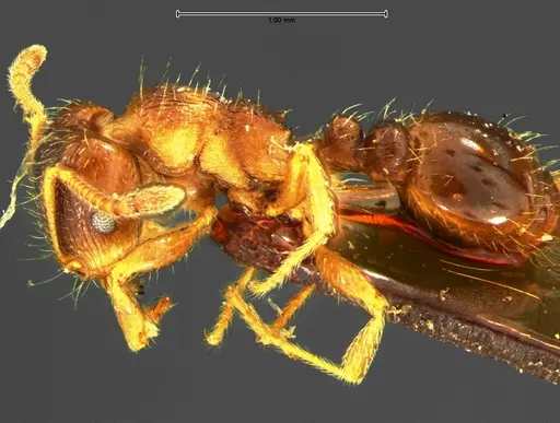Tetramorium caespitum - CASENT0105669