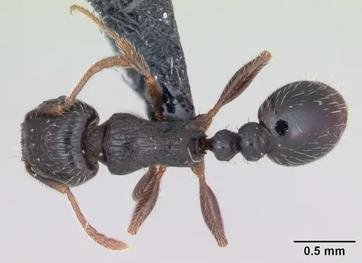 Tetramorium caespitum - CASENT0173203