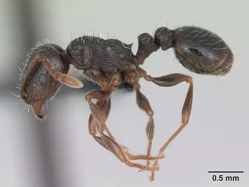 Tetramorium caespitum - CASENT0173203