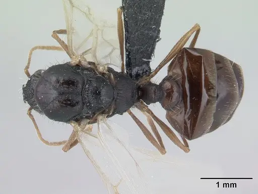 Tetramorium caespitum - CASENT0178769