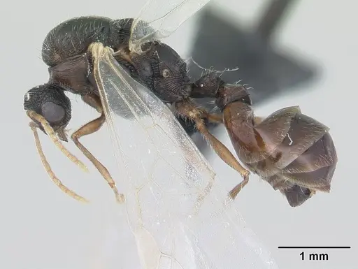 Tetramorium caespitum - CASENT0178769