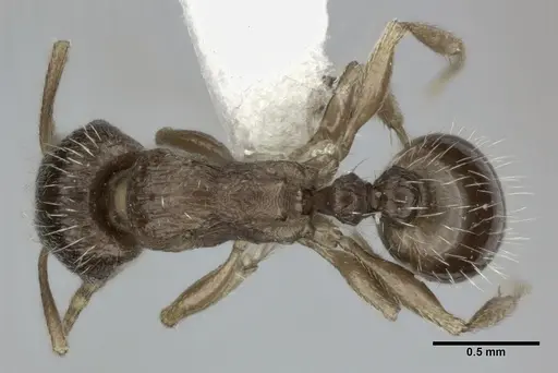 Tetramorium caespitum - CASENT0246146