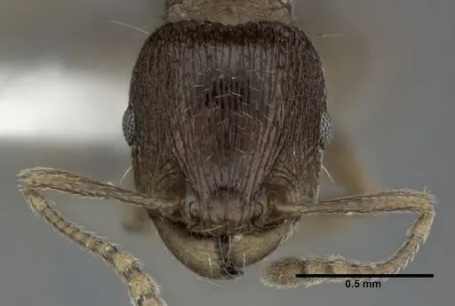 Tetramorium caespitum - CASENT0246146