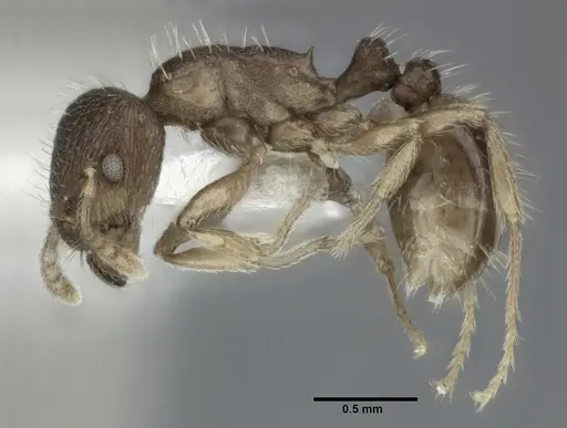 Tetramorium caespitum - CASENT0246146