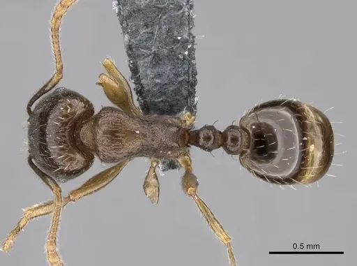 Tetramorium caespitum - CASENT0264281