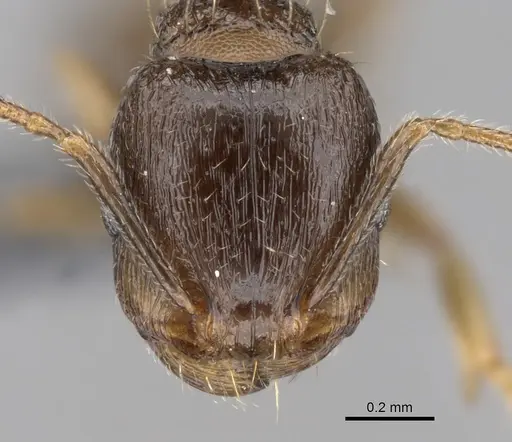 Tetramorium caespitum - CASENT0264281