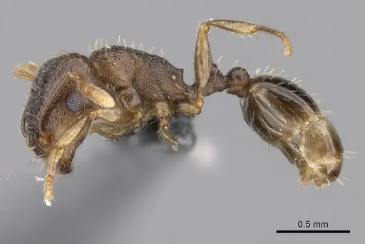 Tetramorium caespitum - CASENT0264281