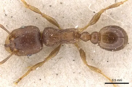 Tetramorium caespitum - CASENT0901252