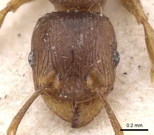 Tetramorium caespitum - CASENT0901252