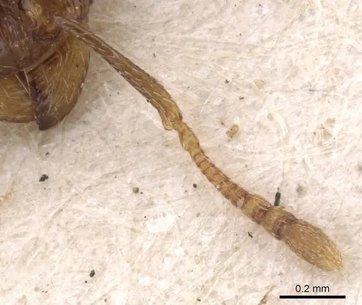 Tetramorium caespitum - CASENT0901252