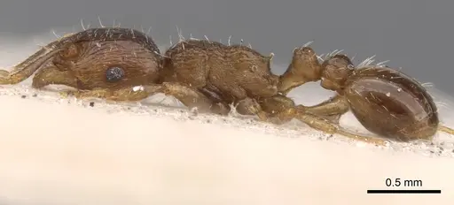 Tetramorium caespitum - CASENT0901252