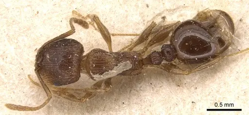 Tetramorium caespitum - CASENT0904814