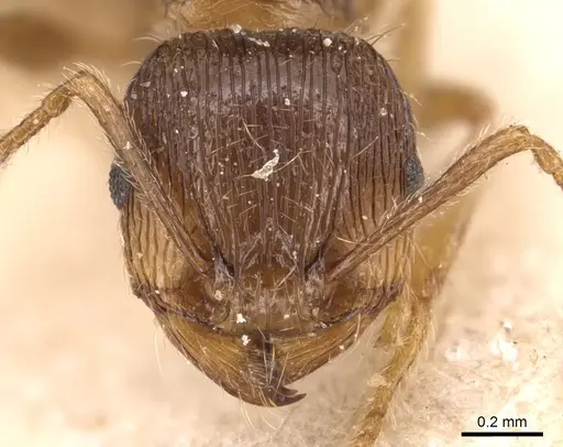 Tetramorium caespitum - CASENT0904814