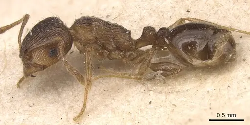 Tetramorium caespitum - CASENT0904814