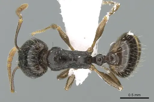 Tetramorium caespitum - CASENT0906433