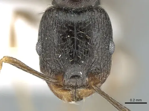 Tetramorium caespitum - CASENT0906433