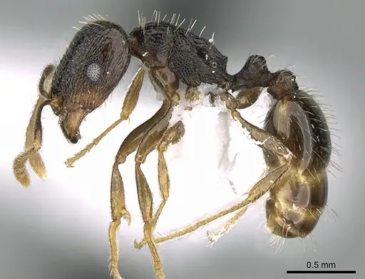 Tetramorium caespitum - CASENT0906433