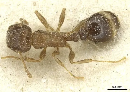 Tetramorium caespitum - CASENT0913996