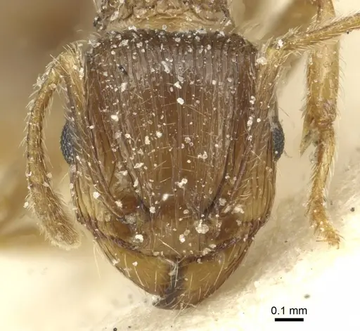 Tetramorium caespitum - CASENT0913996