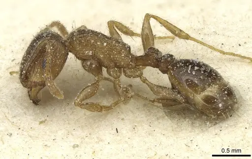 Tetramorium caespitum - CASENT0913996