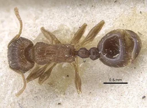 Tetramorium caespitum - CASENT0917058