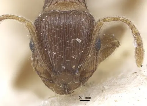 Tetramorium caespitum - CASENT0917058