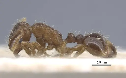 Tetramorium caespitum - CASENT0917058