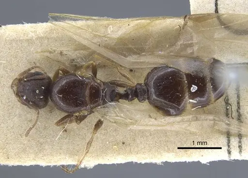 Tetramorium caespitum - CASENT0917059