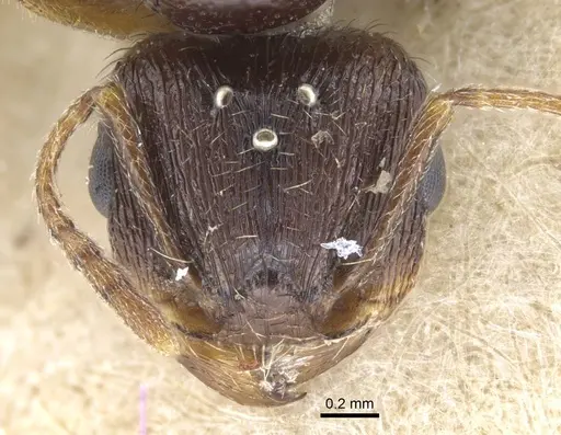 Tetramorium caespitum - CASENT0917059