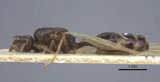 Tetramorium caespitum - CASENT0917059