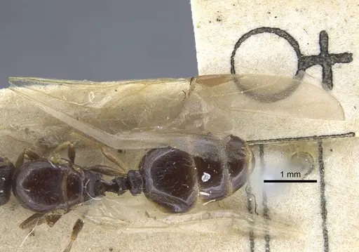 Tetramorium caespitum - CASENT0917059