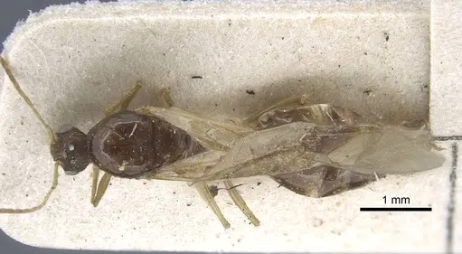 Tetramorium caespitum - CASENT0917060