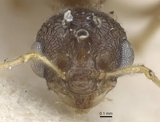 Tetramorium caespitum - CASENT0917060