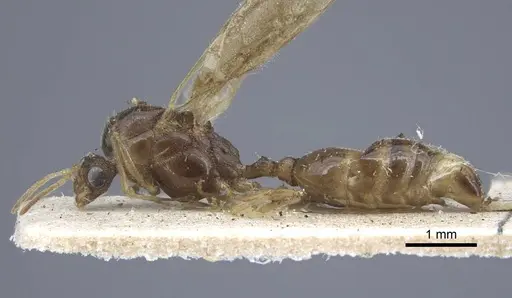 Tetramorium caespitum - CASENT0917060