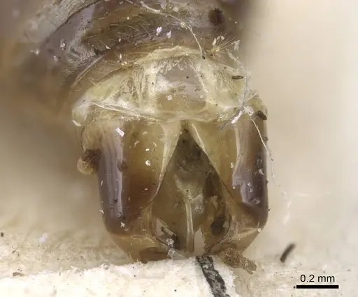 Tetramorium caespitum - CASENT0917060