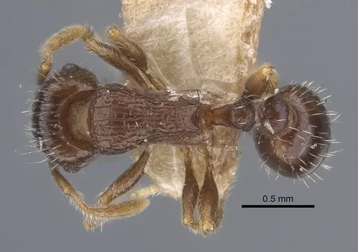 Tetramorium caespitum - CASENT0917265