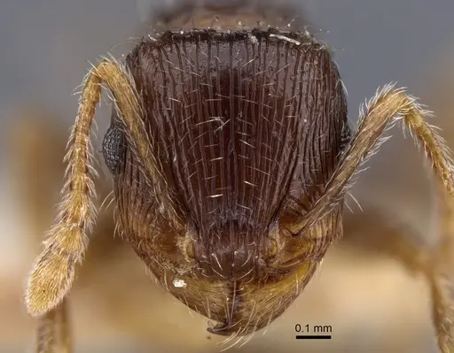 Tetramorium caespitum - CASENT0917265