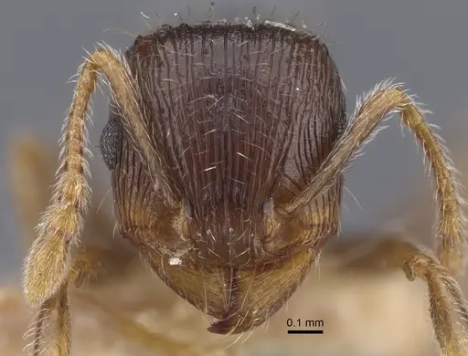 Tetramorium caespitum - CASENT0917265