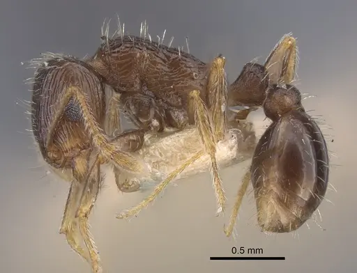 Tetramorium caespitum - CASENT0917265