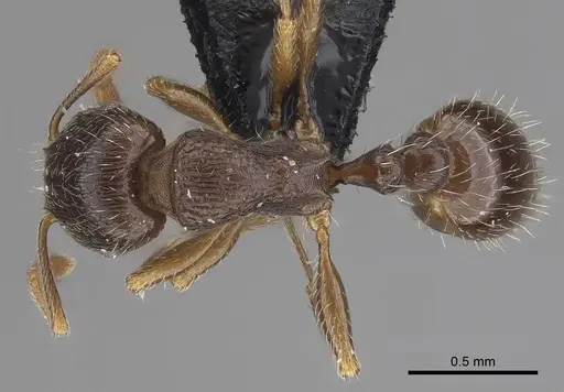 Tetramorium caespitum - CASENT0919632